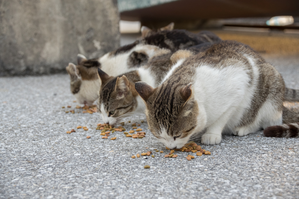 夕飯