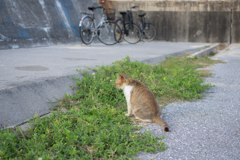 あれ？どの草が美味しいんだっけ？