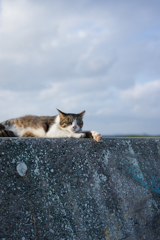 海猫の休日