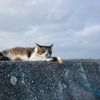 海猫の休日