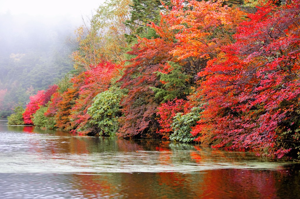 霧と紅葉