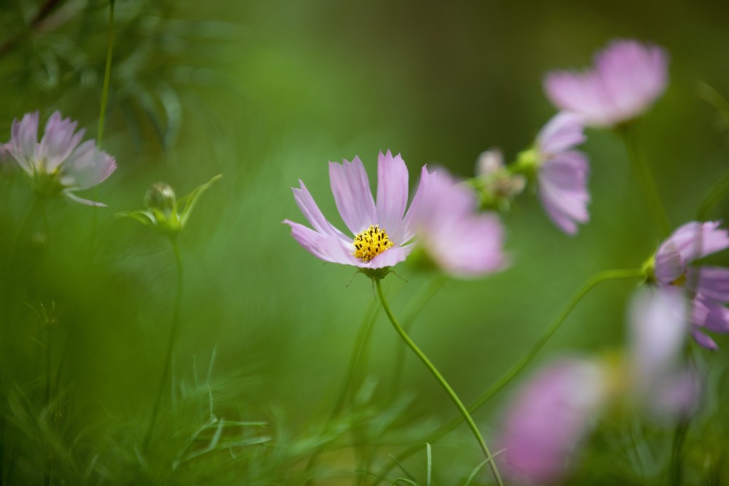コスモス