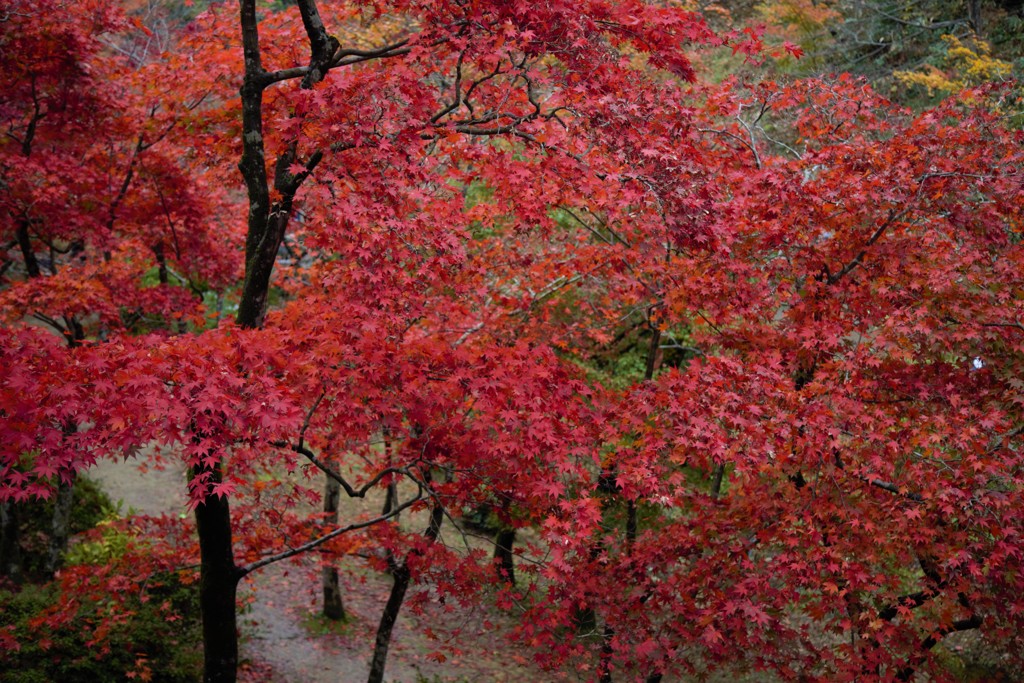 紅葉