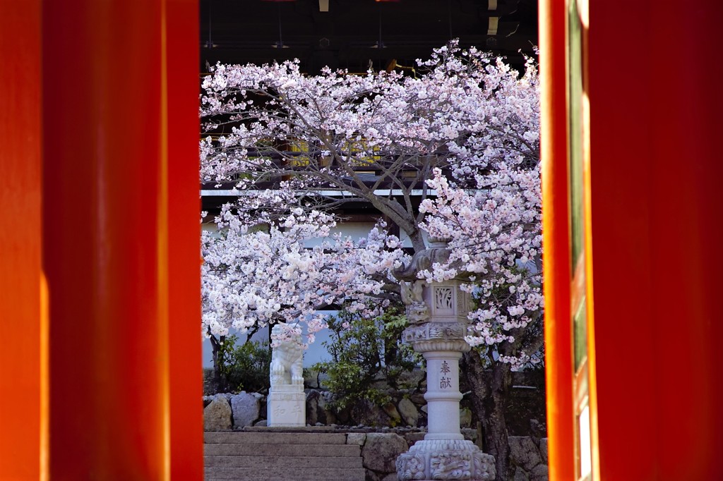 朱の向こうの桜