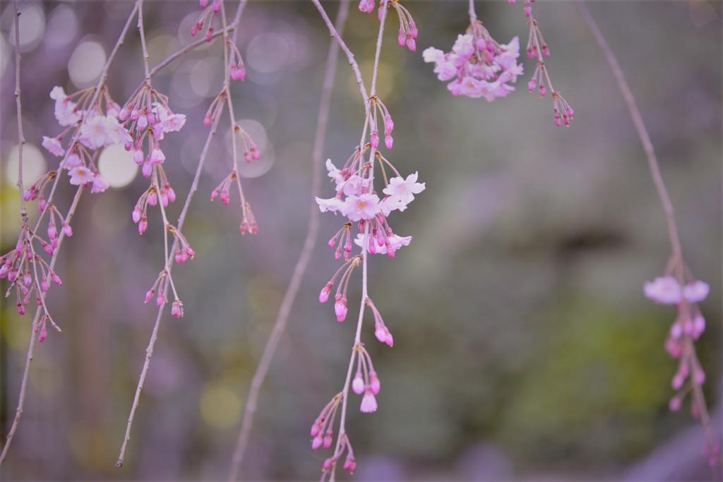 しだれ桜