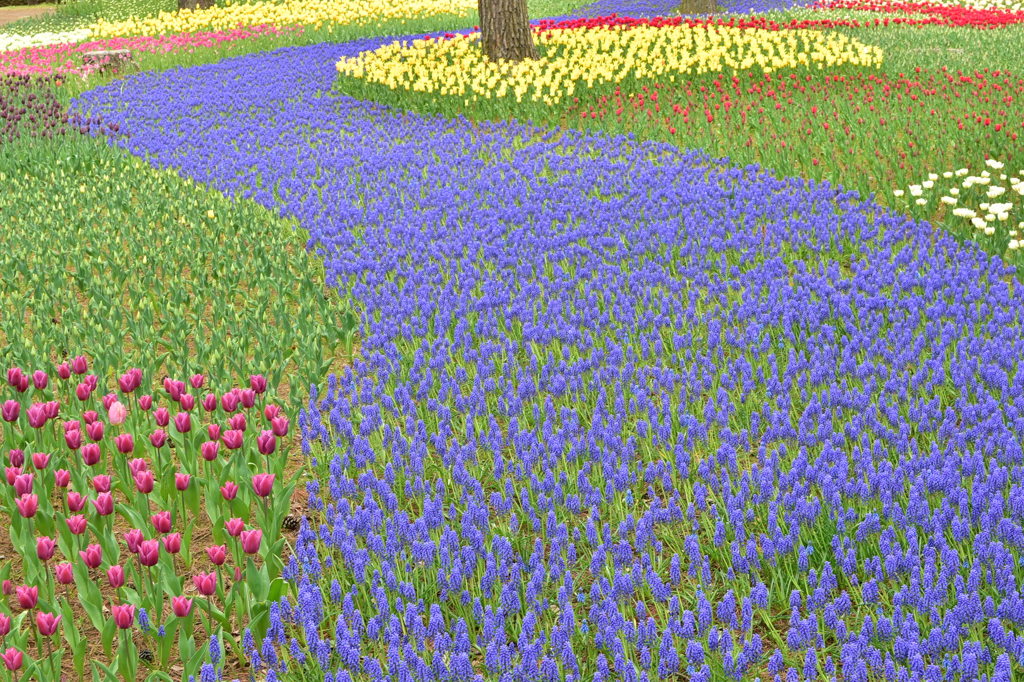 花畑