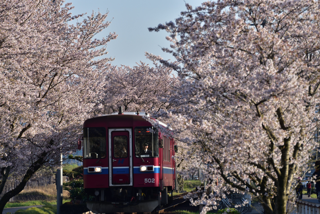 長良川鉄道　下有知駅　桜トンネル