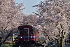 長良川鉄道　下有知駅　桜トンネル