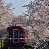 長良川鉄道　下有知駅　桜トンネル