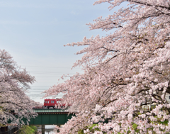 満開電車