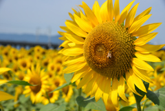 ミツバチとひまわり