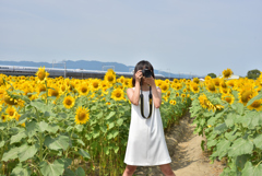 カメラ女子と新幹線とひまわり