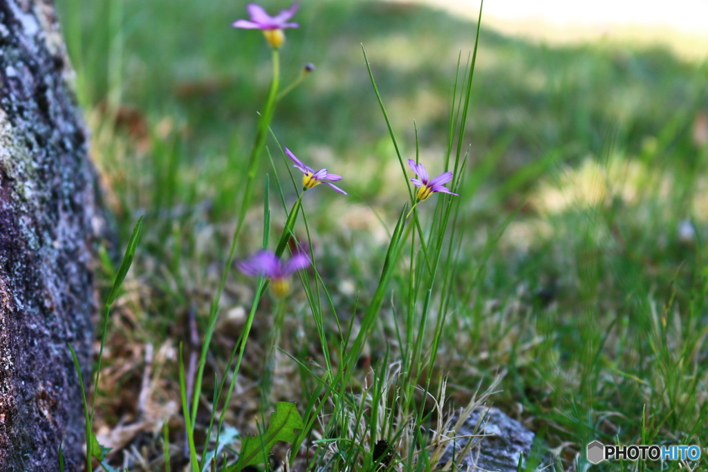 小さく強く咲く花。