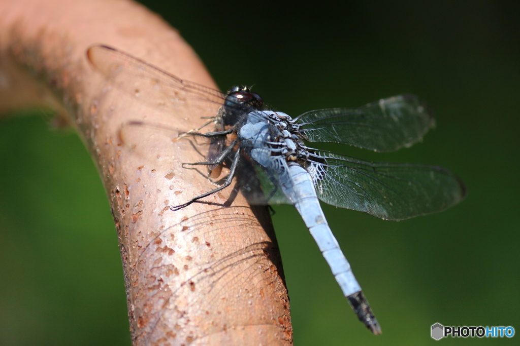 ランチタイム。