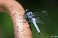 ランチタイム。