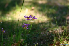 根元で咲く小さな花。