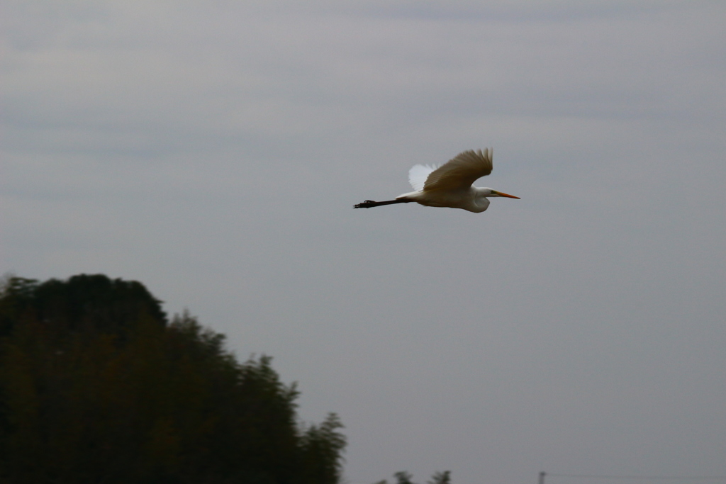 飛んだのです。