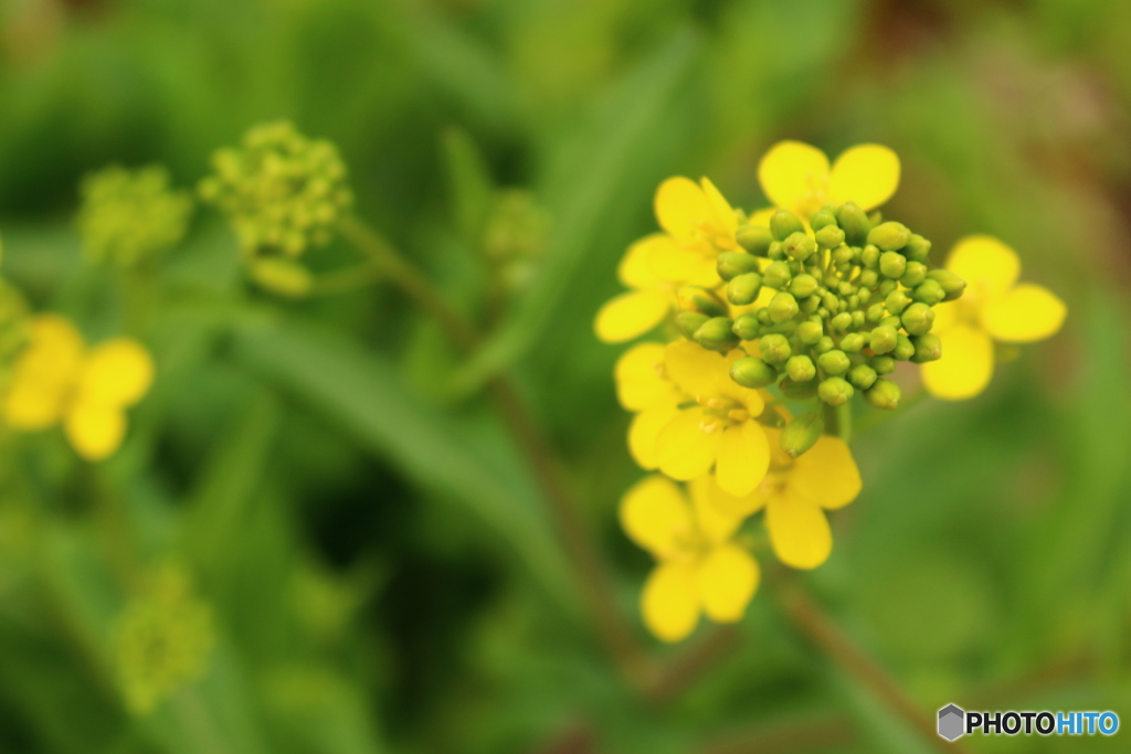 菜の花。