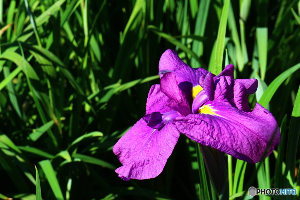 濃い色ナイス！