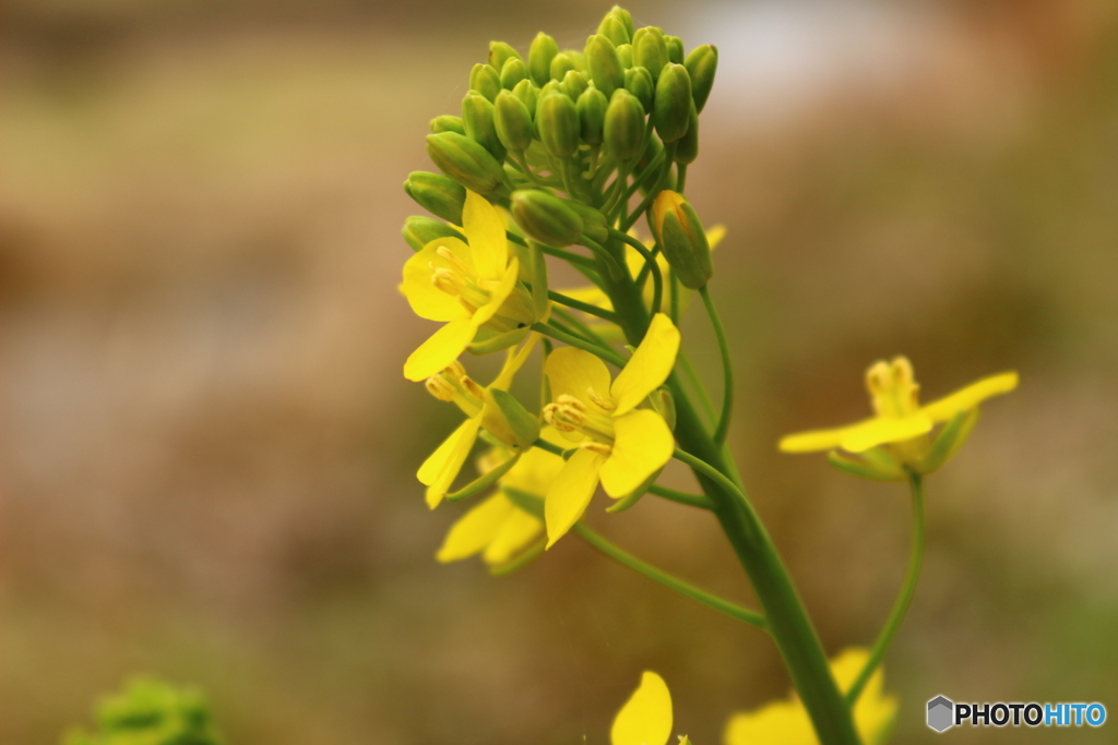 菜の花というにはあまりに冷える午後。