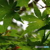 穏やかな時間。