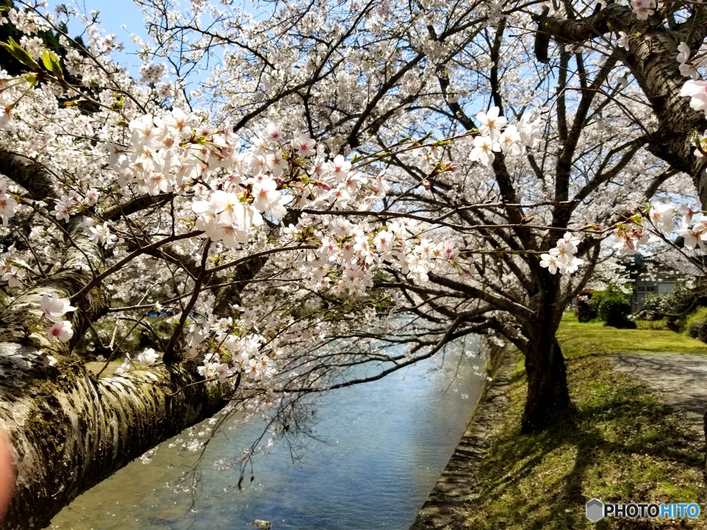 桜と食べ過ぎ事案。