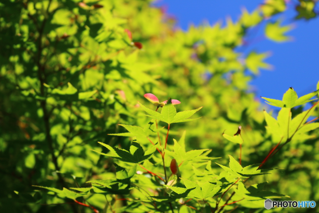 青紅葉の素敵さ。