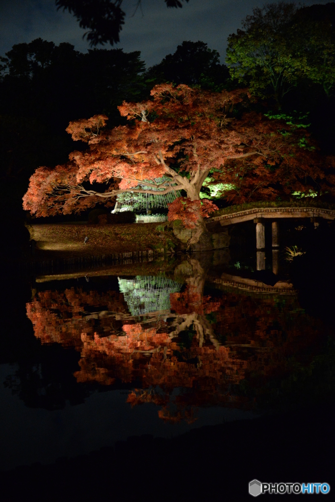 夜の紅葉