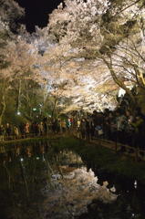 160409高遠城址夜桜_014