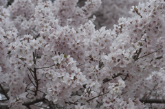 160409高遠城址桜_008