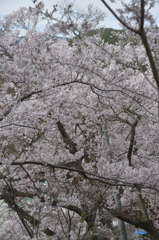 160409高遠城址桜_009