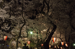 160409高遠城址夜桜_013
