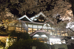 160409高遠閣夜桜