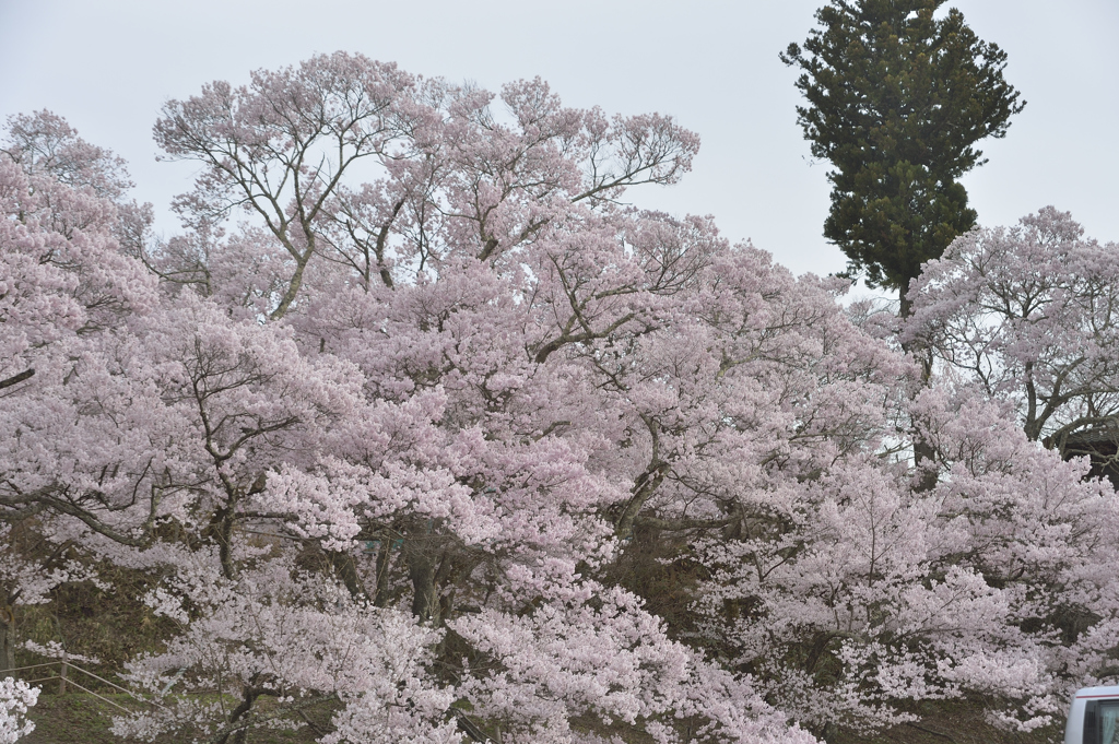 160409高遠城址桜_006