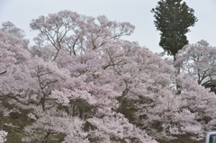 160409高遠城址桜_006
