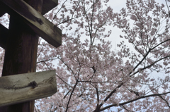 160409高遠城址桜_004