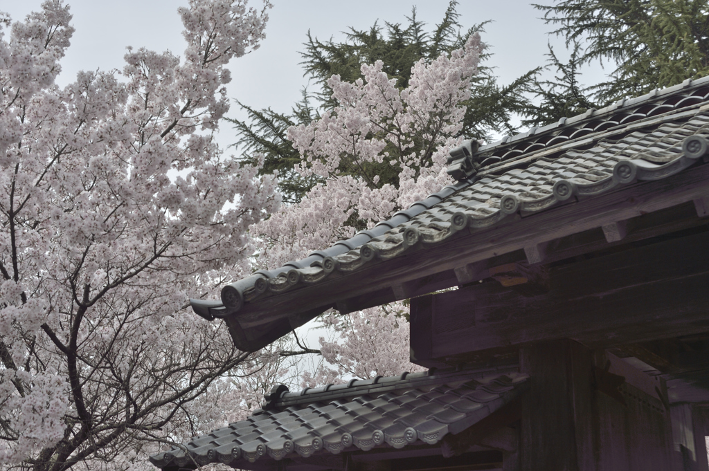 160409高遠城址桜_007