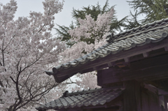 160409高遠城址桜_007