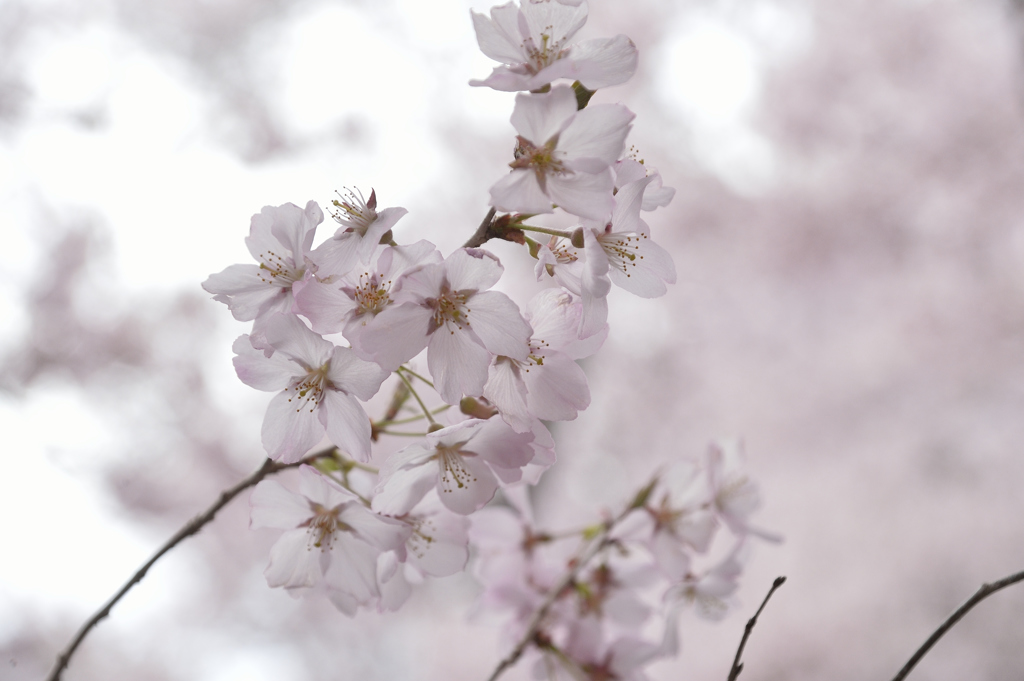 160409高遠城址桜_005
