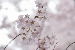 160409高遠城址桜_005