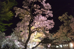 160409高遠城址夜桜_010