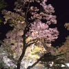 160409高遠城址夜桜_010