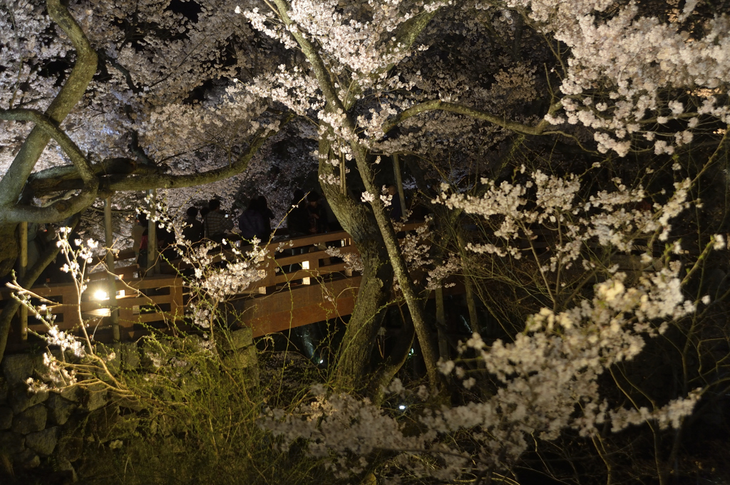 160409高遠城址夜桜_011