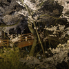 160409高遠城址夜桜_011