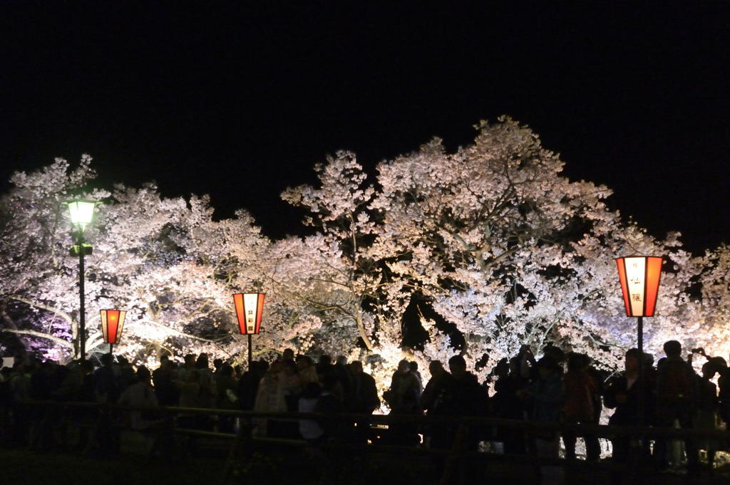 160409高遠城址夜桜_012