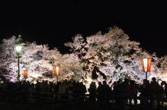 160409高遠城址夜桜_012