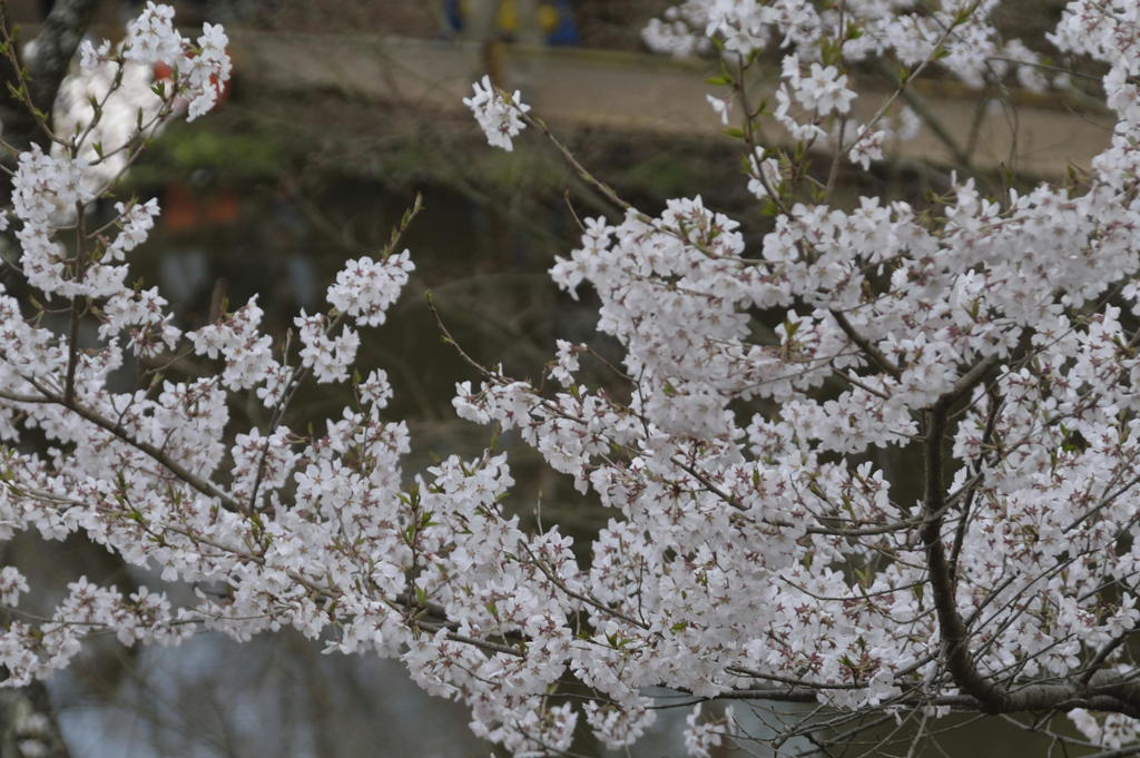 160409高遠城址桜_002