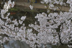 160409高遠城址桜_002