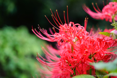 蚊に悩まされて曼殊沙華