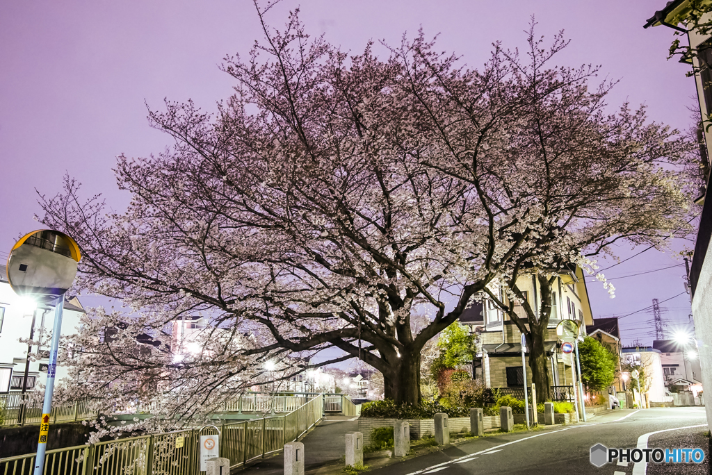 向陽橋一本桜